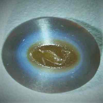 Dolphin Intaglio
