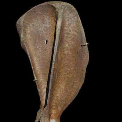 Dog Bone