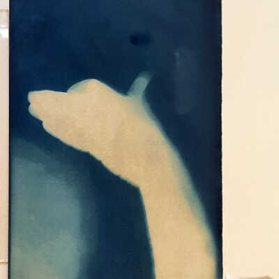 Handmade Dog Cyanotype 5