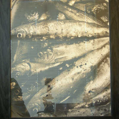 Bait Fish