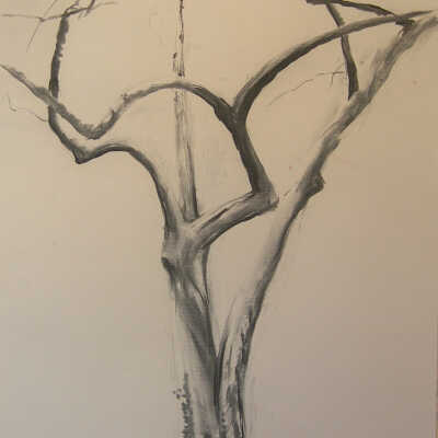 Tree without leaves