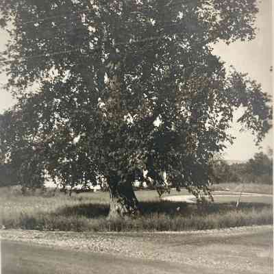 Postcards of Islesboro scenes
