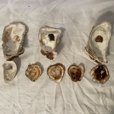 Collection of Oyster Shells from S.S. America