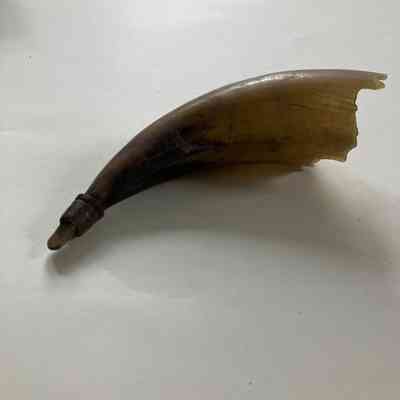 Powder horn