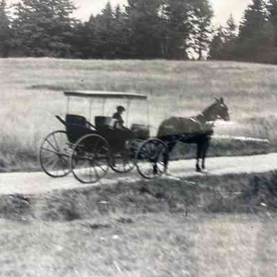 Horse-drawn vehicle
