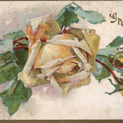 Greetings Postcard