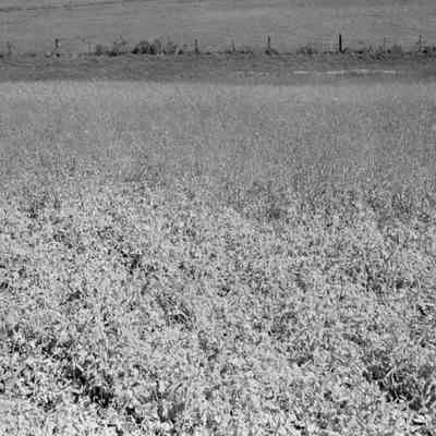 Field