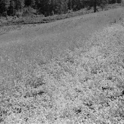 Field
