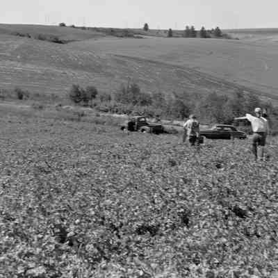 Men in field