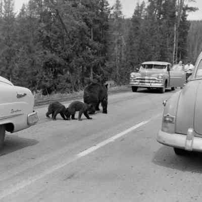 Bear on the road