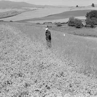 Man in field