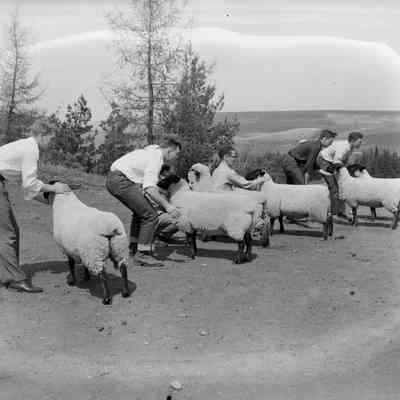 Sheep