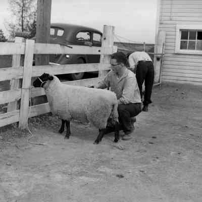 Tending their sheep