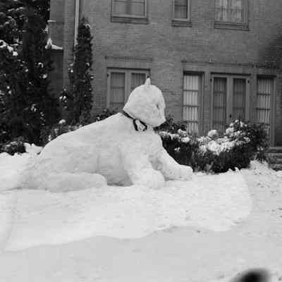 snow cat