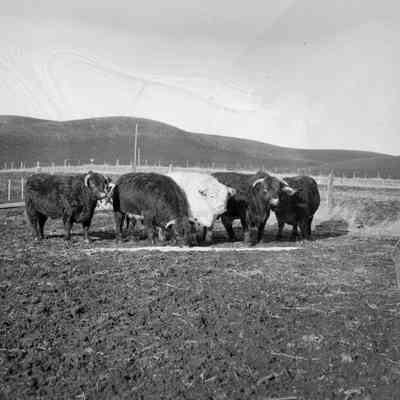 Farmer with cattle