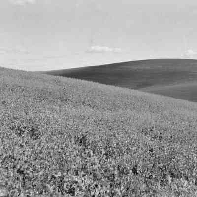 Field