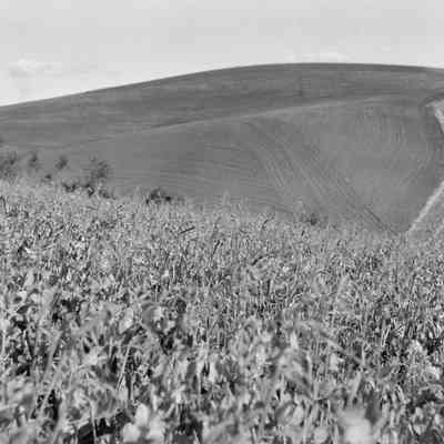 More field