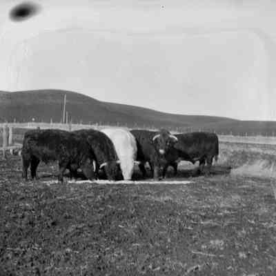 Farmer with cattle [SIMILAR #424]