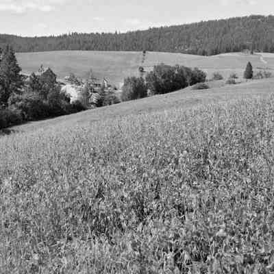 A field