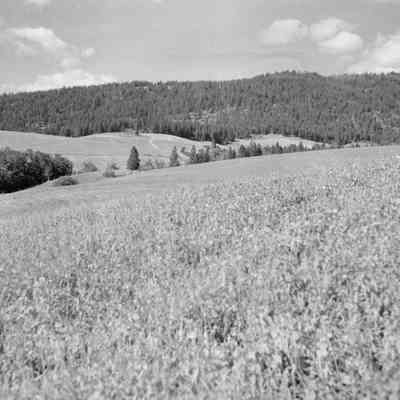 Even more field