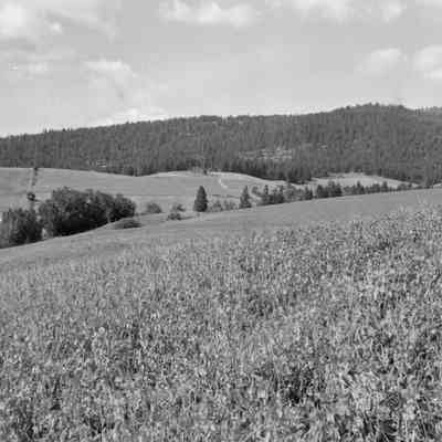 Still more field