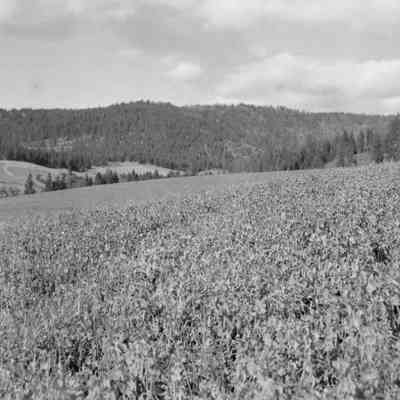 The field