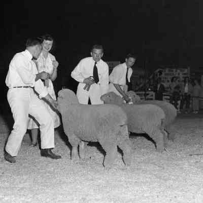 Award-winning sheep