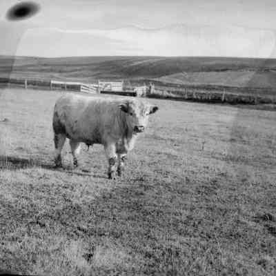 Steer