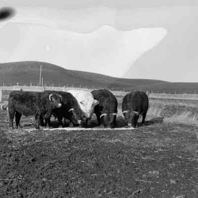 Farmer with his cattle