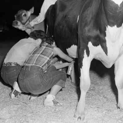 Milking