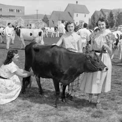 Cows everywhere