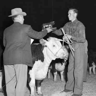Prize steer
