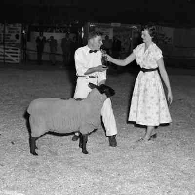Award-winning sheep