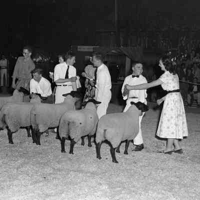 Sheep awards
