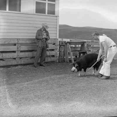 Pig training