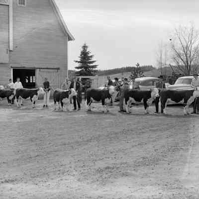 Line of cows