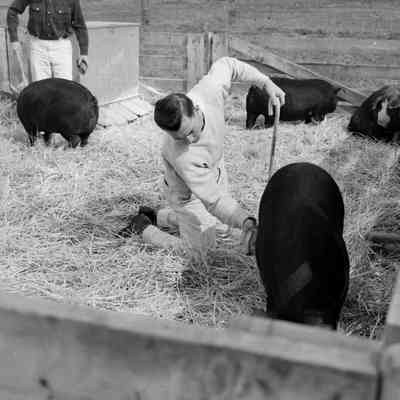 Pig grooming