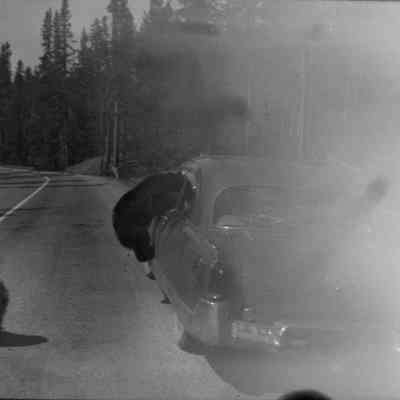 Bear encounter