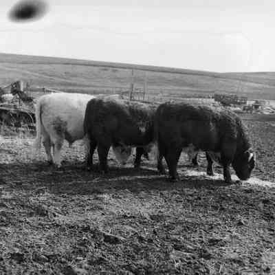Bulls