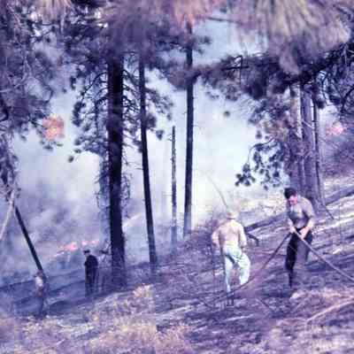 Forest fire