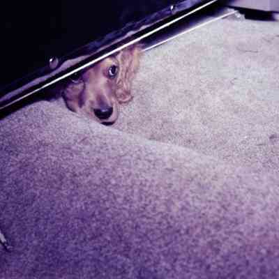 Dog peeking