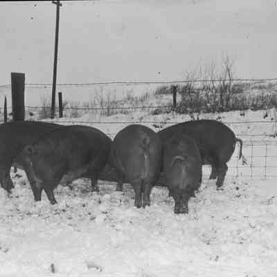 Pigs