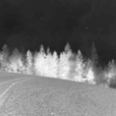 Blurry forest fire