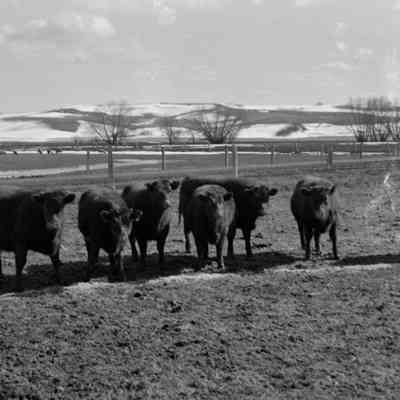 Cows