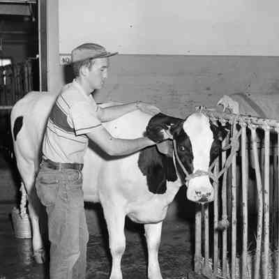 Cow grooming