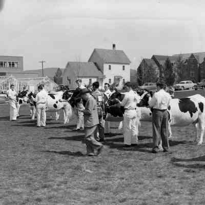 Showing cows