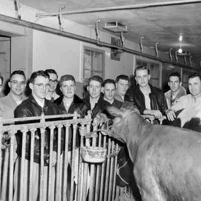 Looking at cows [SIMILAR TO #776]