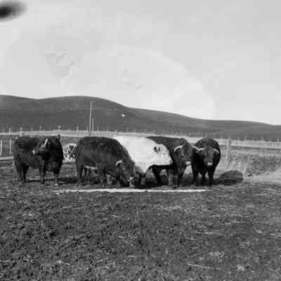 Farmer with his cattle