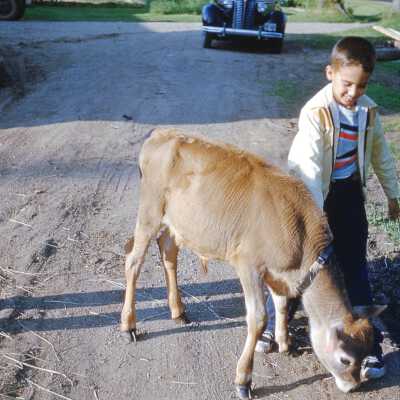 1954 - David with Calf