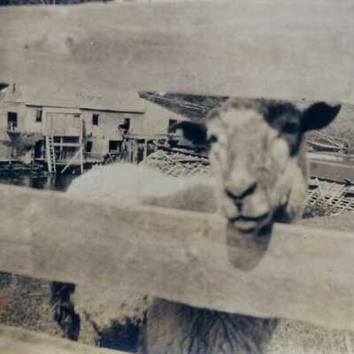 Sheep at Ducktrap